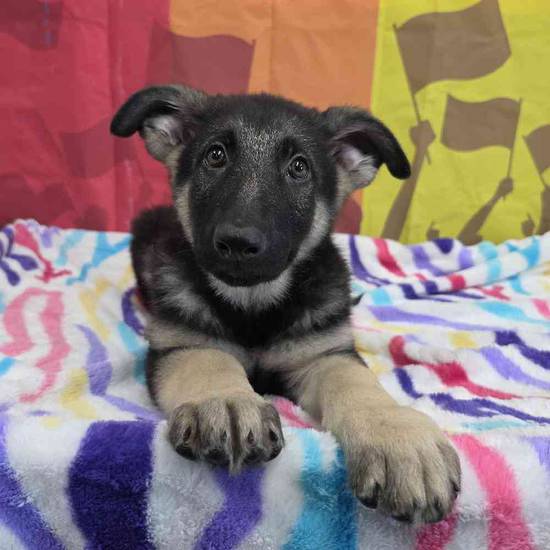 German Shepherd