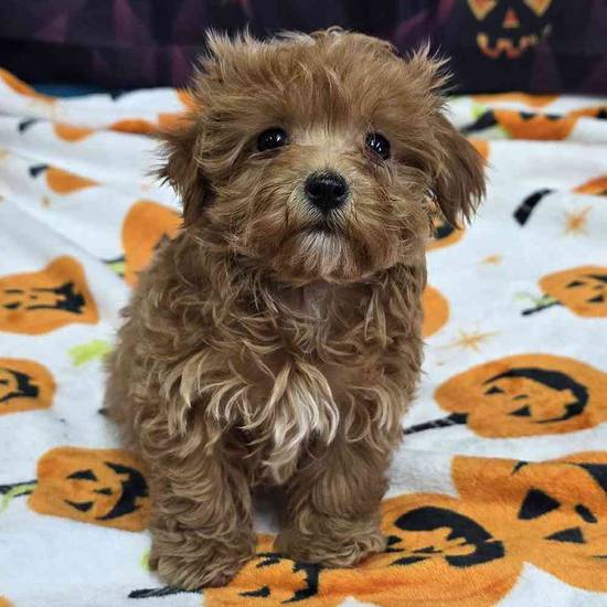 Maltipoo
