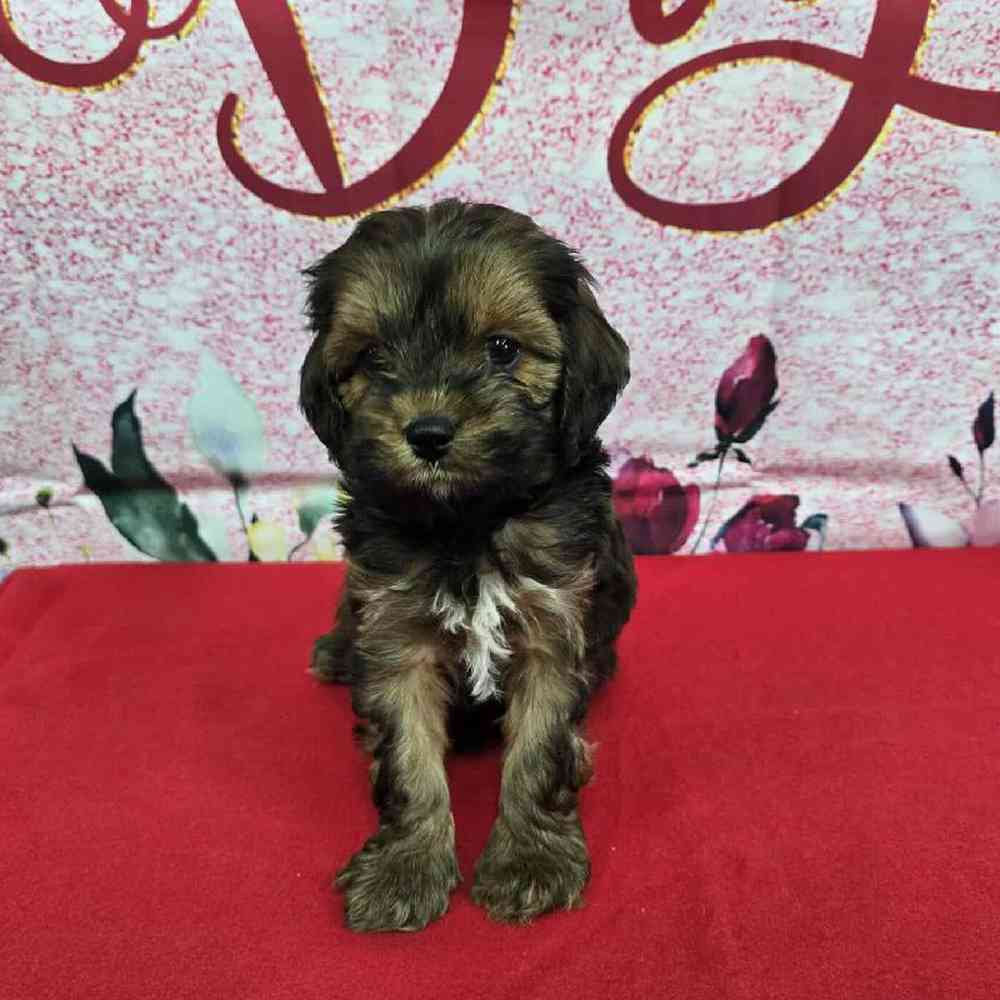 Male Cockapoo Puppy for Sale in Virginia Beach, VA