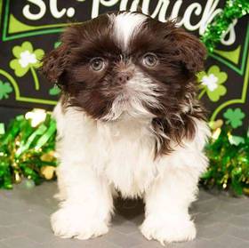 Shih Tzu