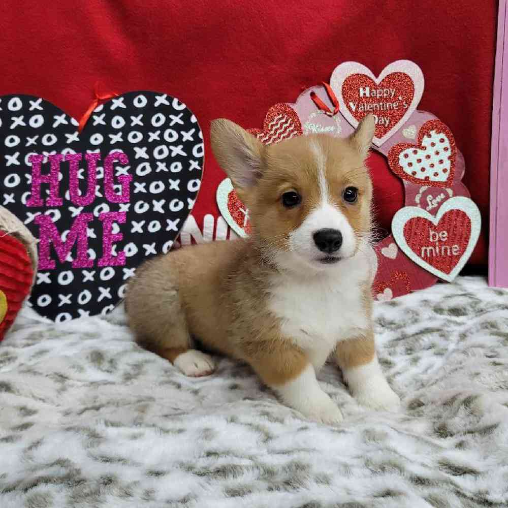 Female Pembroke Welsh Corgi Puppy for Sale in Virginia Beach, VA
