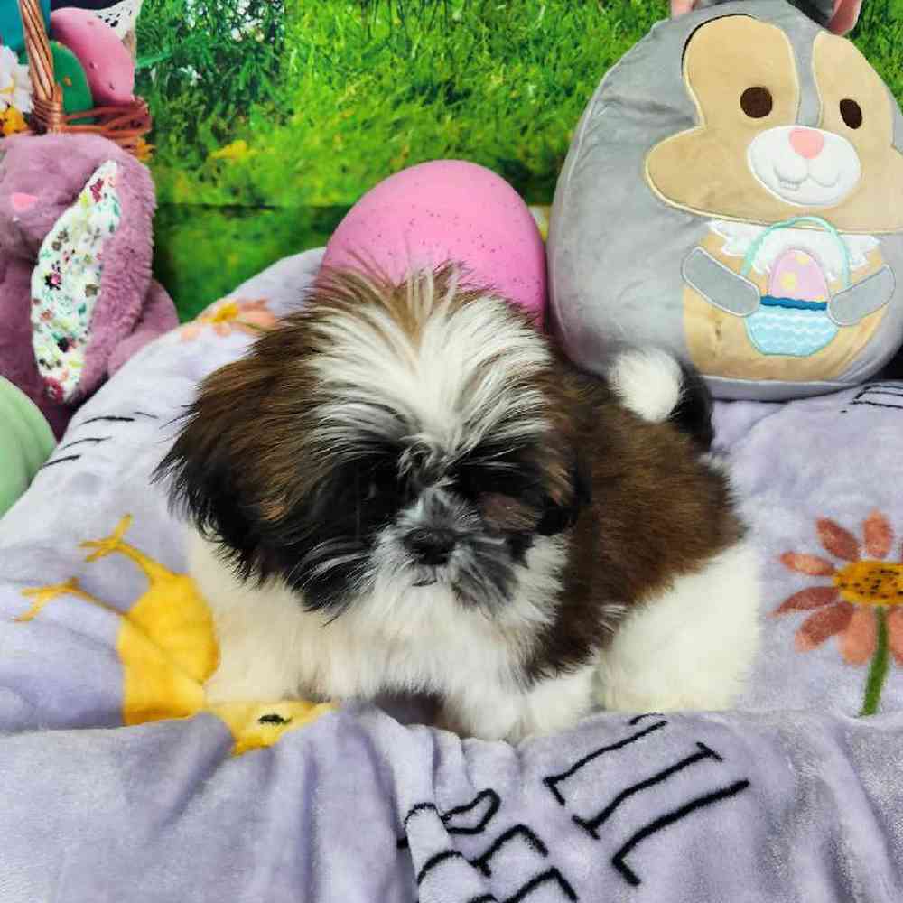 Male Shih Tzu Puppy for Sale in Virginia Beach, VA