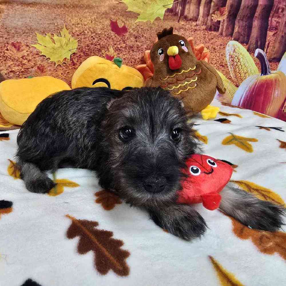 Male Mini Schnauzer Puppy for Sale in Virginia Beach, VA
