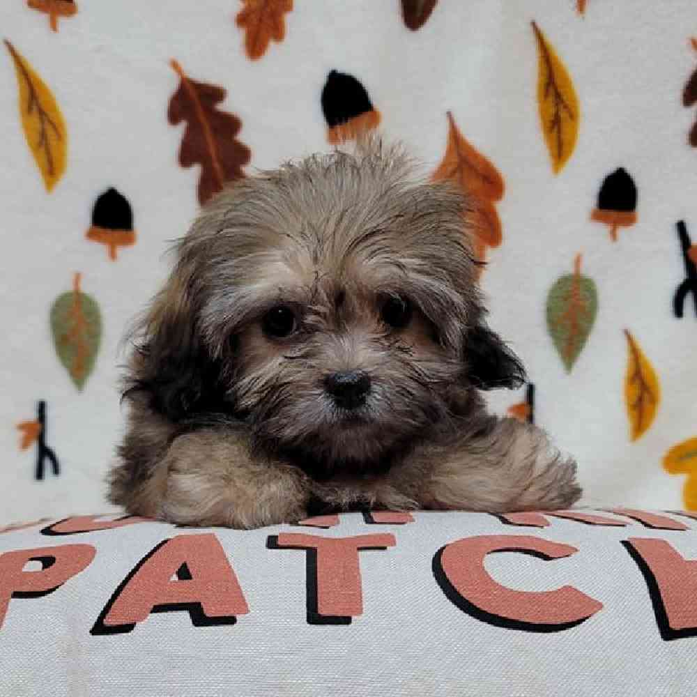 Female Peke-a-poo Puppy for sale