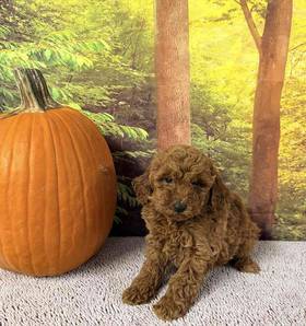 Mini Goldendoodle