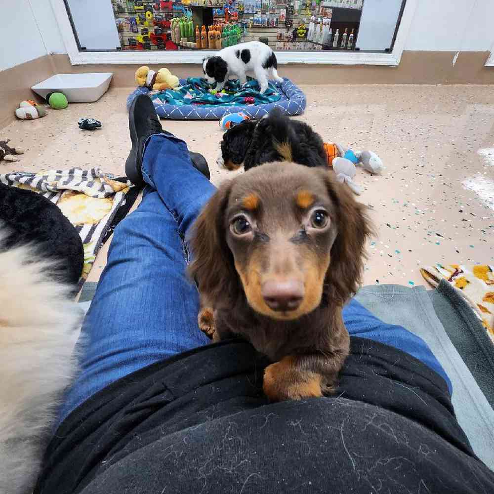 Female Dachshund Puppy for Sale in Virginia Beach, VA