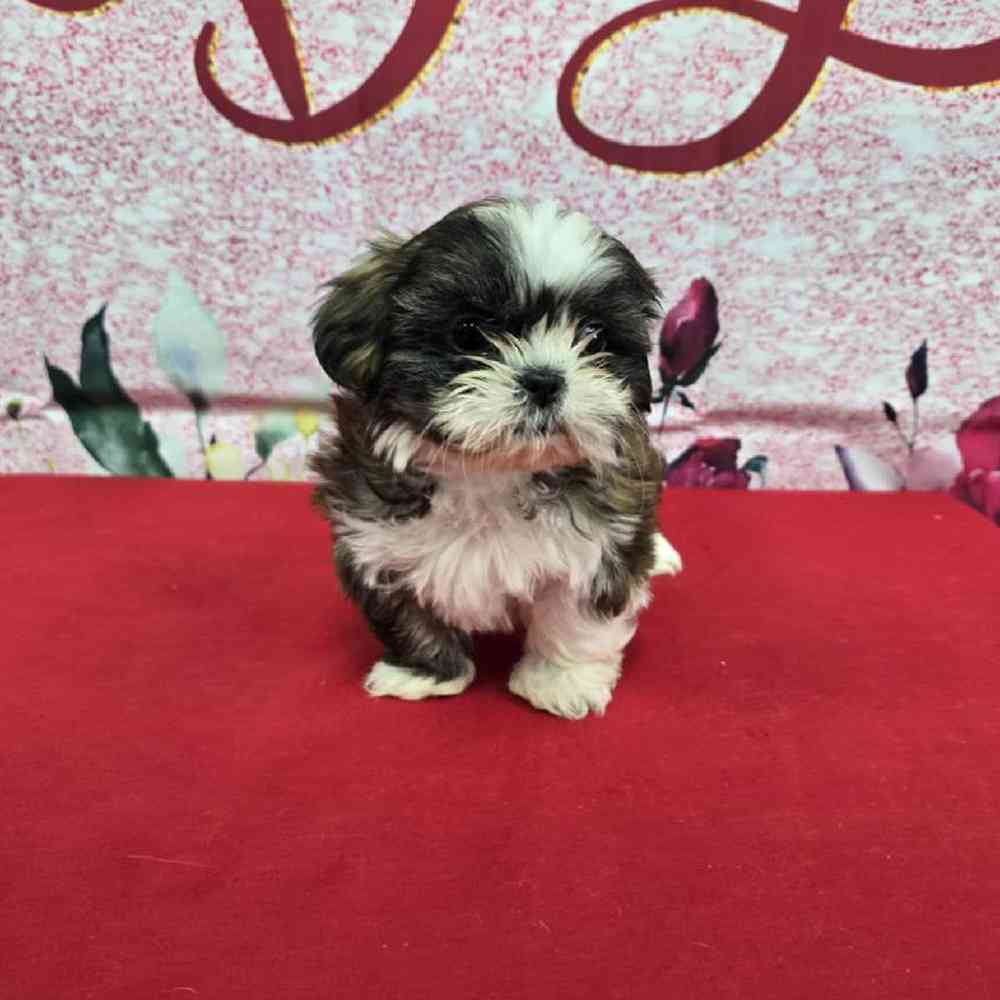 Female Shih Tzu Puppy for Sale in Virginia Beach, VA
