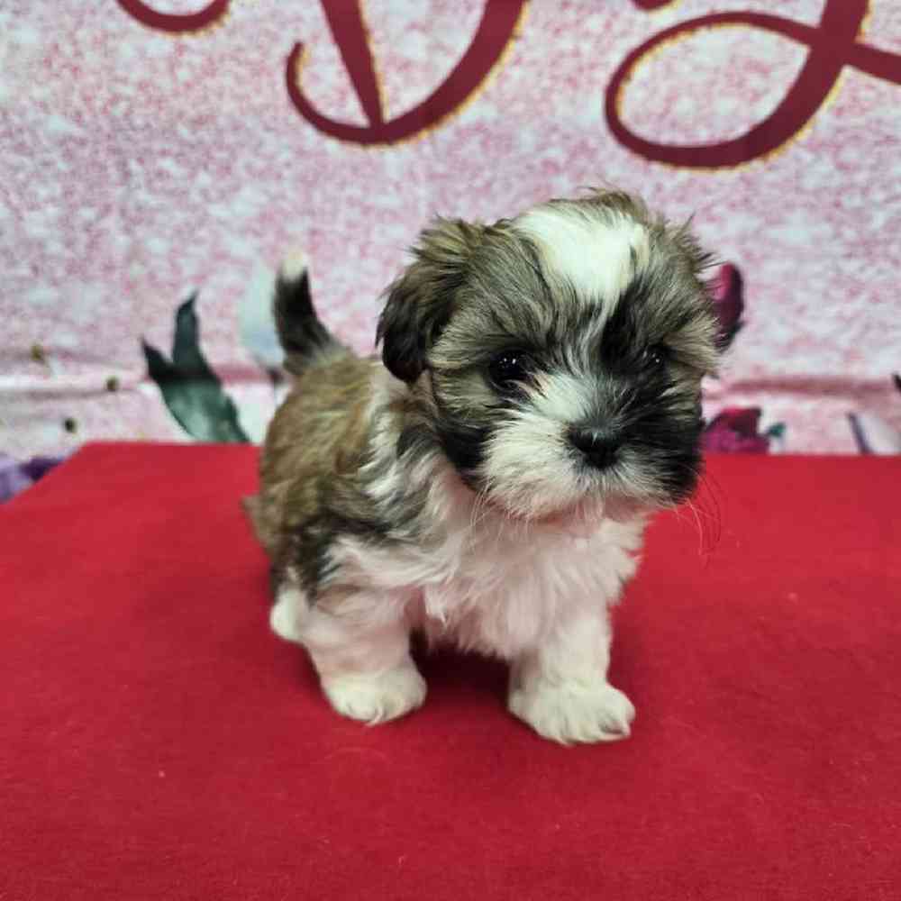 Female Shih Tzu Puppy for Sale in Virginia Beach, VA