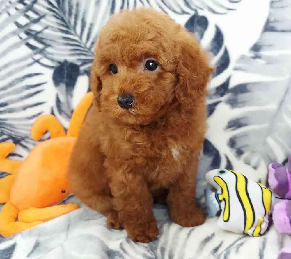 Male Mini Poodle Puppy for sale
