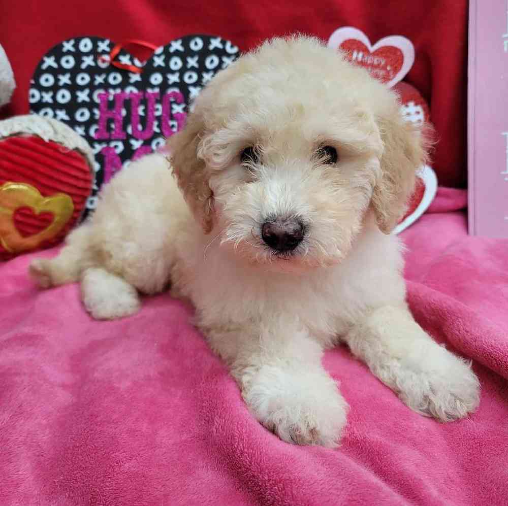 Female Mini Sheepadoodle Puppy for Sale in Virginia Beach, VA