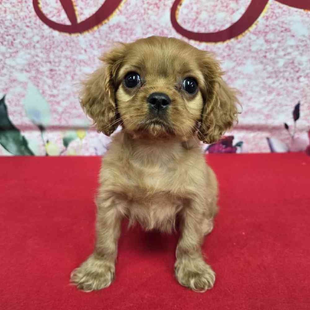 Male Cavalier King Charles Spaniel Puppy for Sale in Virginia Beach, VA