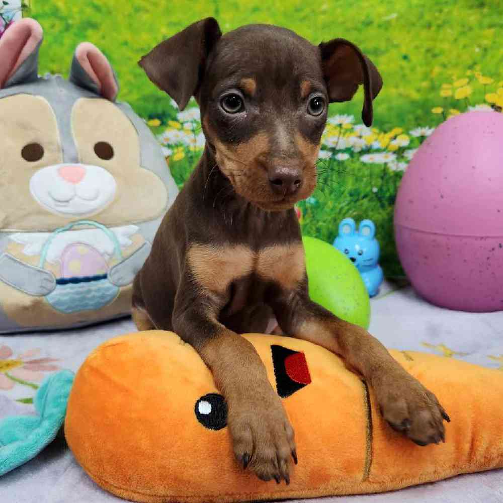 Male Min Pin Puppy for Sale in Virginia Beach, VA