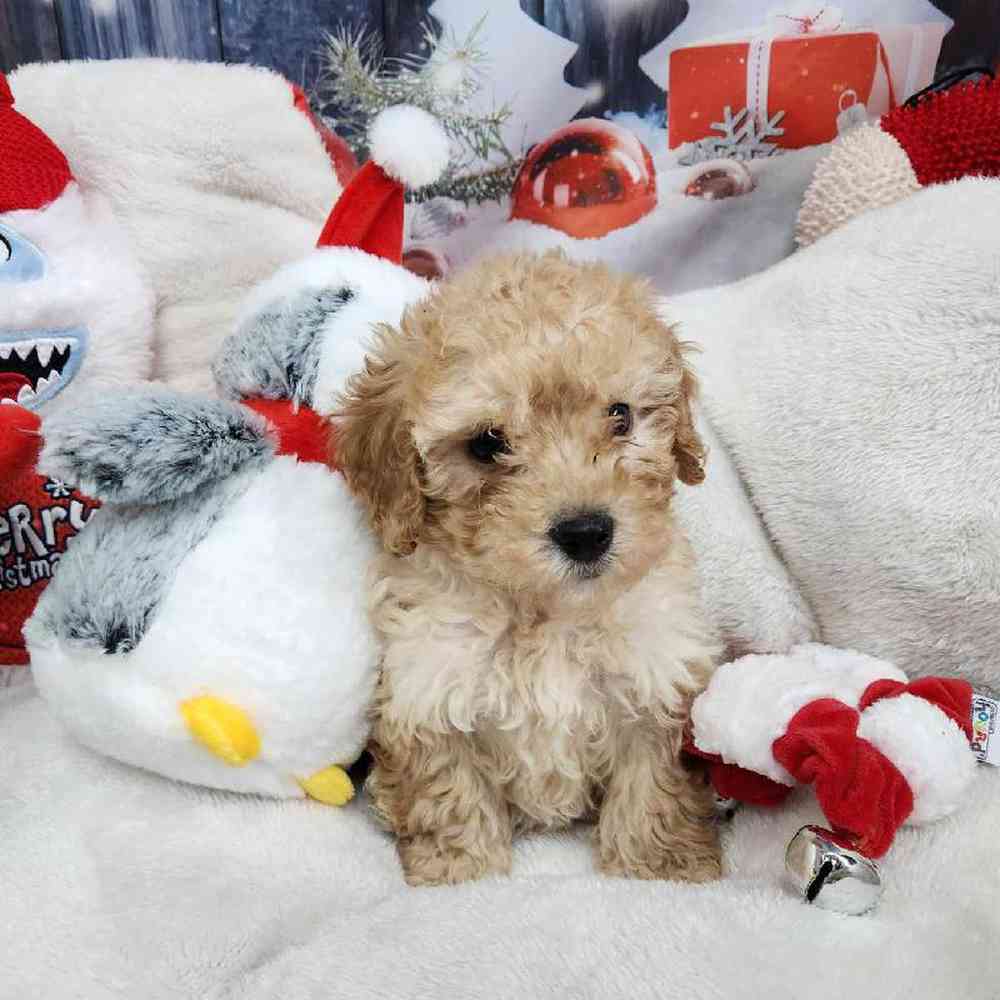 Male Maltipoo Puppy for Sale in Virginia Beach, VA