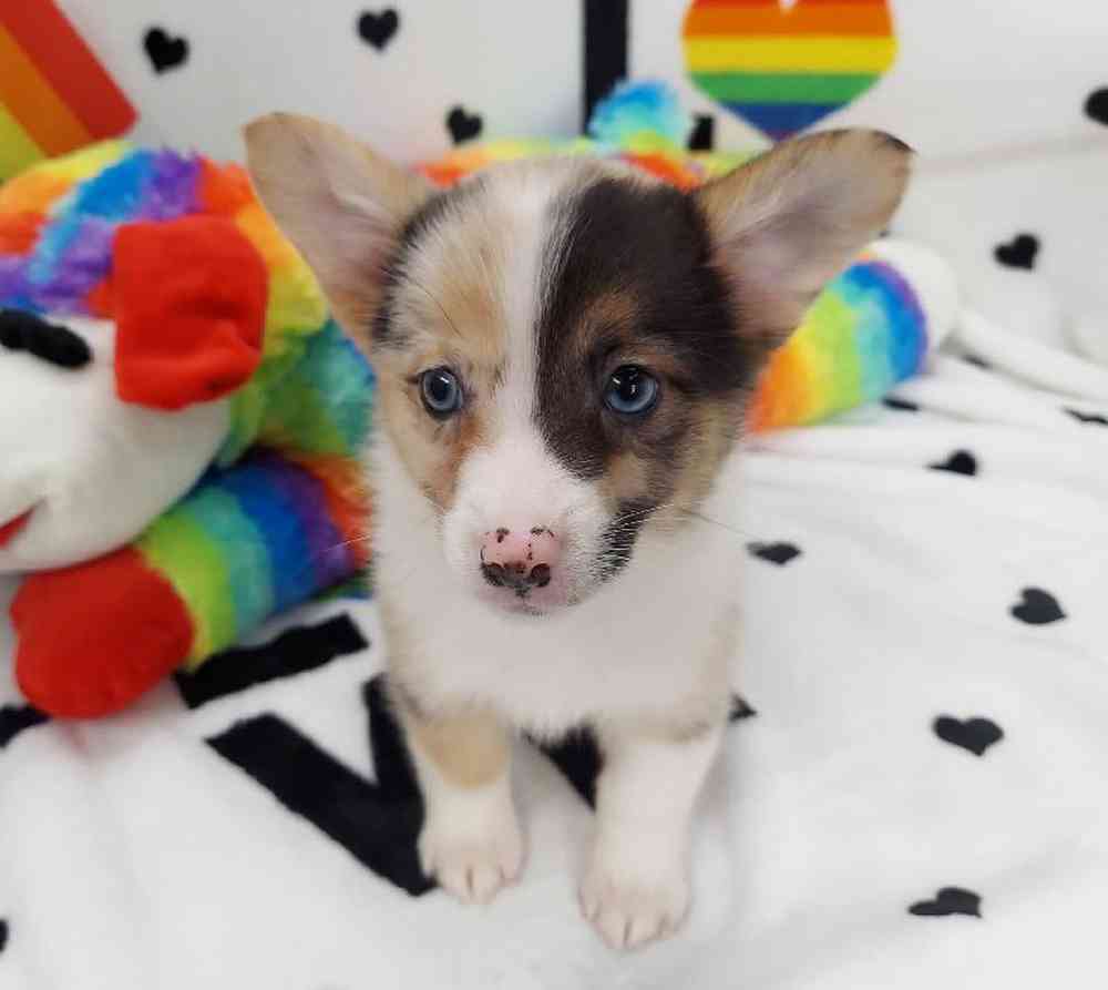 Female Mini Auggie Puppy for sale