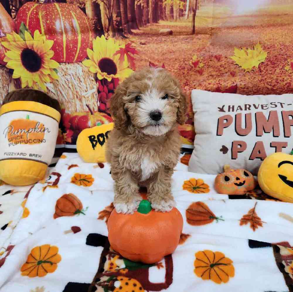 Female Cockapoo Puppy for Sale in Virginia Beach, VA