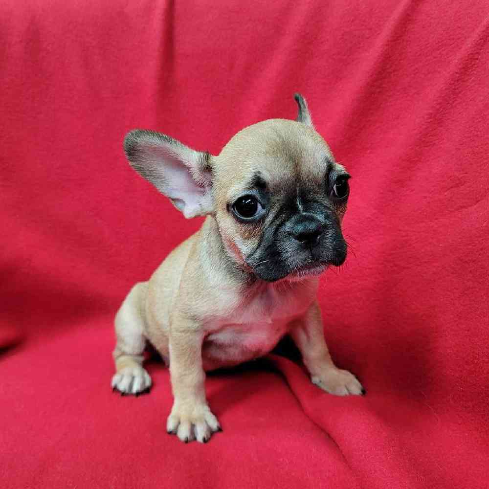 Female French Bulldog Puppy for Sale in Virginia Beach, VA