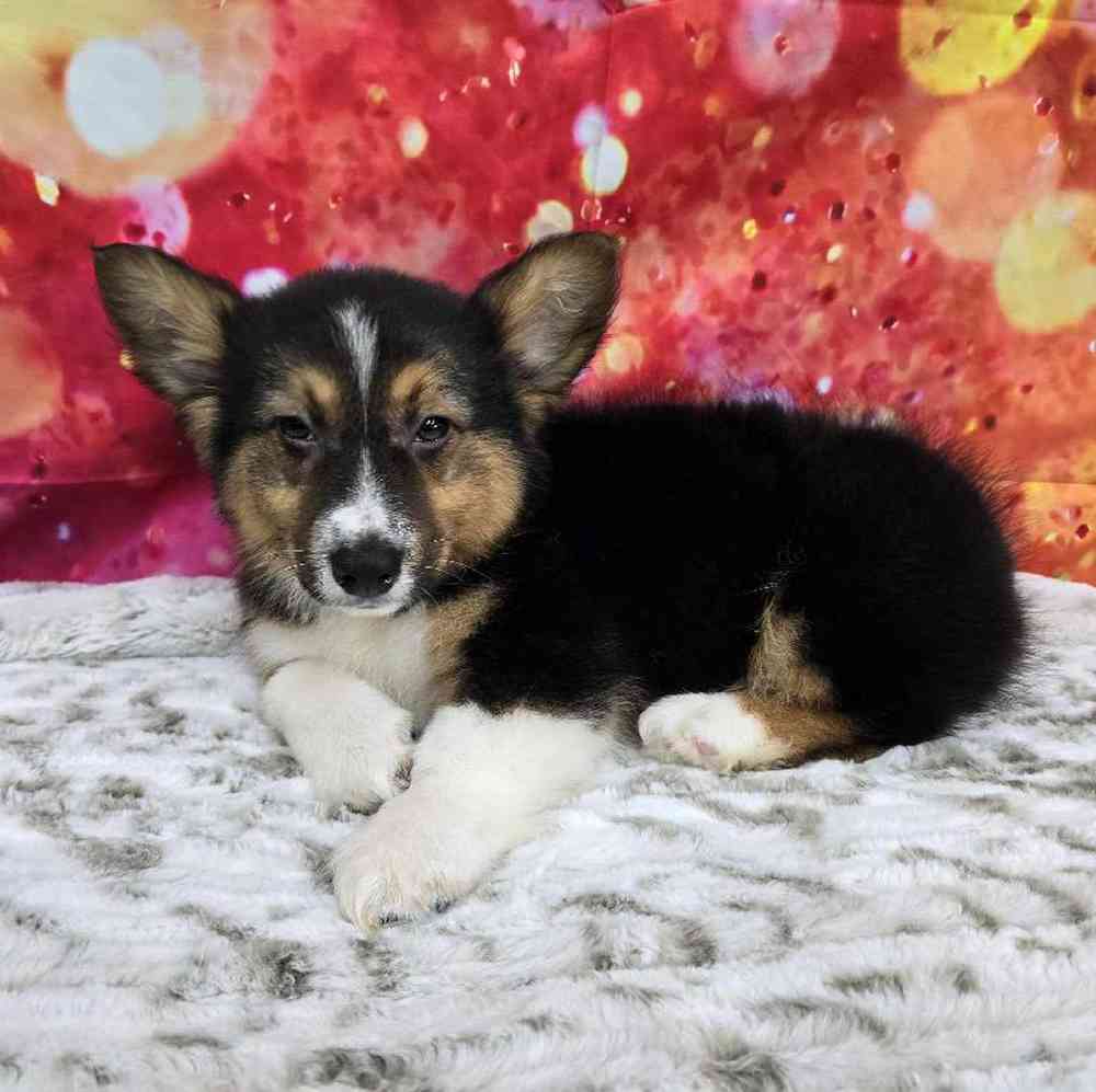 Male Pembroke Welsh Corgi Puppy for Sale in Virginia Beach, VA