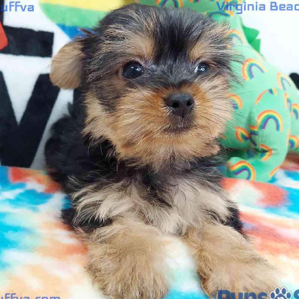 Male Yorkie Puppy for sale