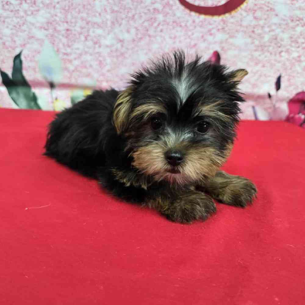Male Yorkie Puppy for Sale in Virginia Beach, VA
