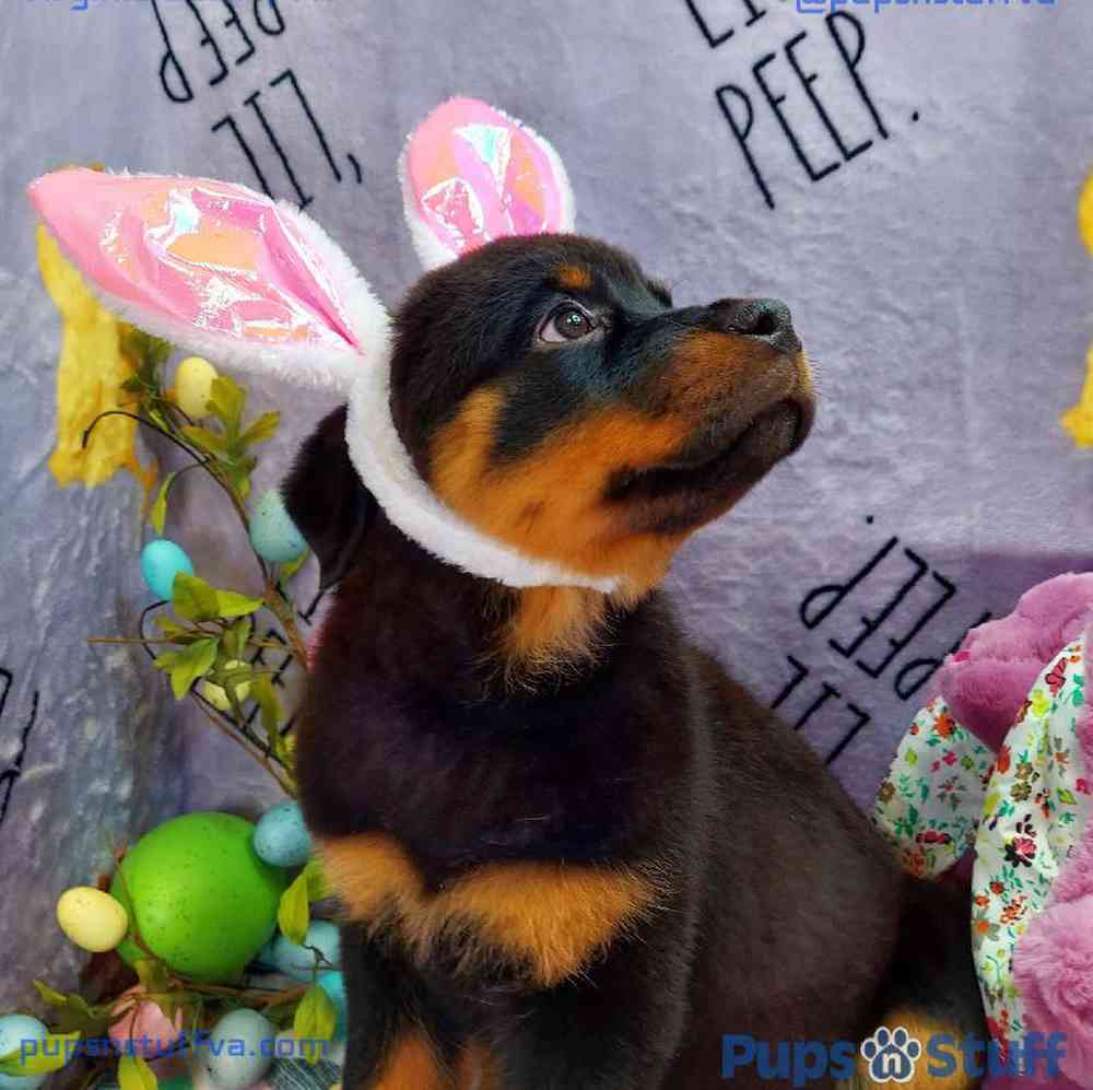 Female Rottweiler Puppy for sale
