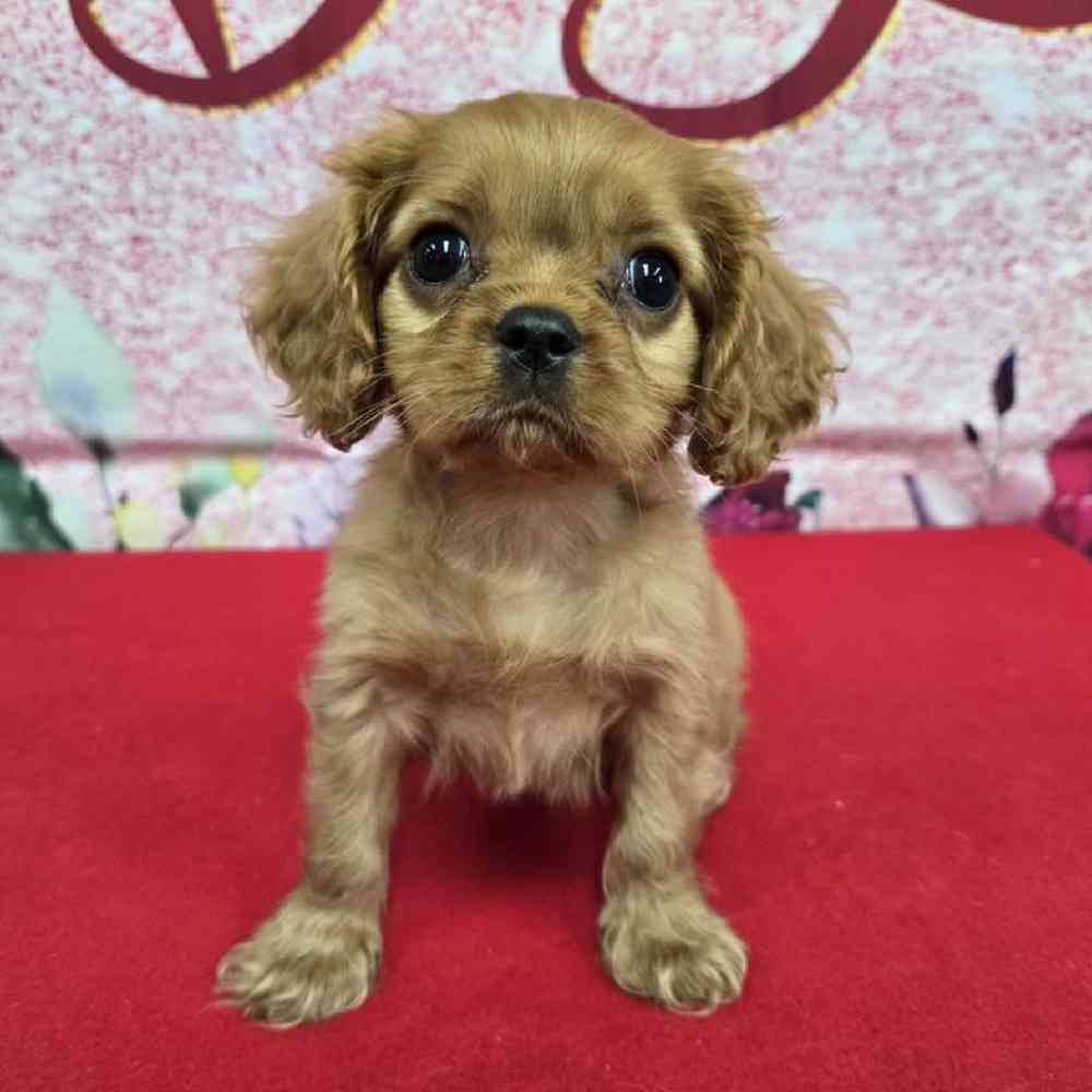 Male Cavalier King Charles Spaniel Puppy for Sale in Virginia Beach, VA