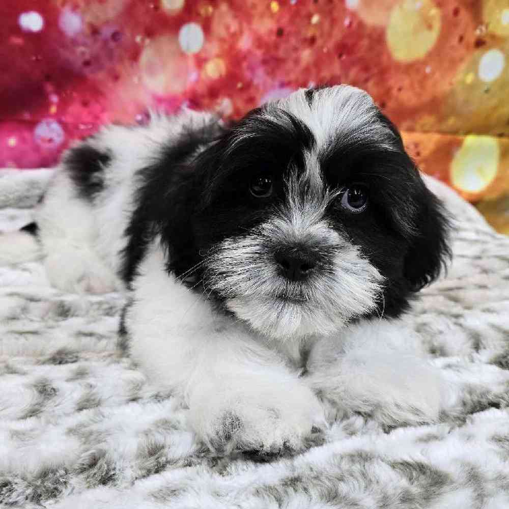 Male Malshi Puppy for Sale in Virginia Beach, VA