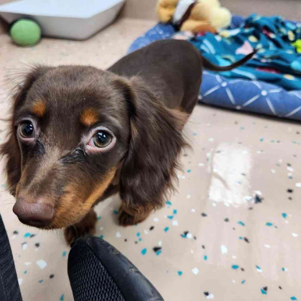 Female Dachshund Puppy for Sale in Virginia Beach, VA