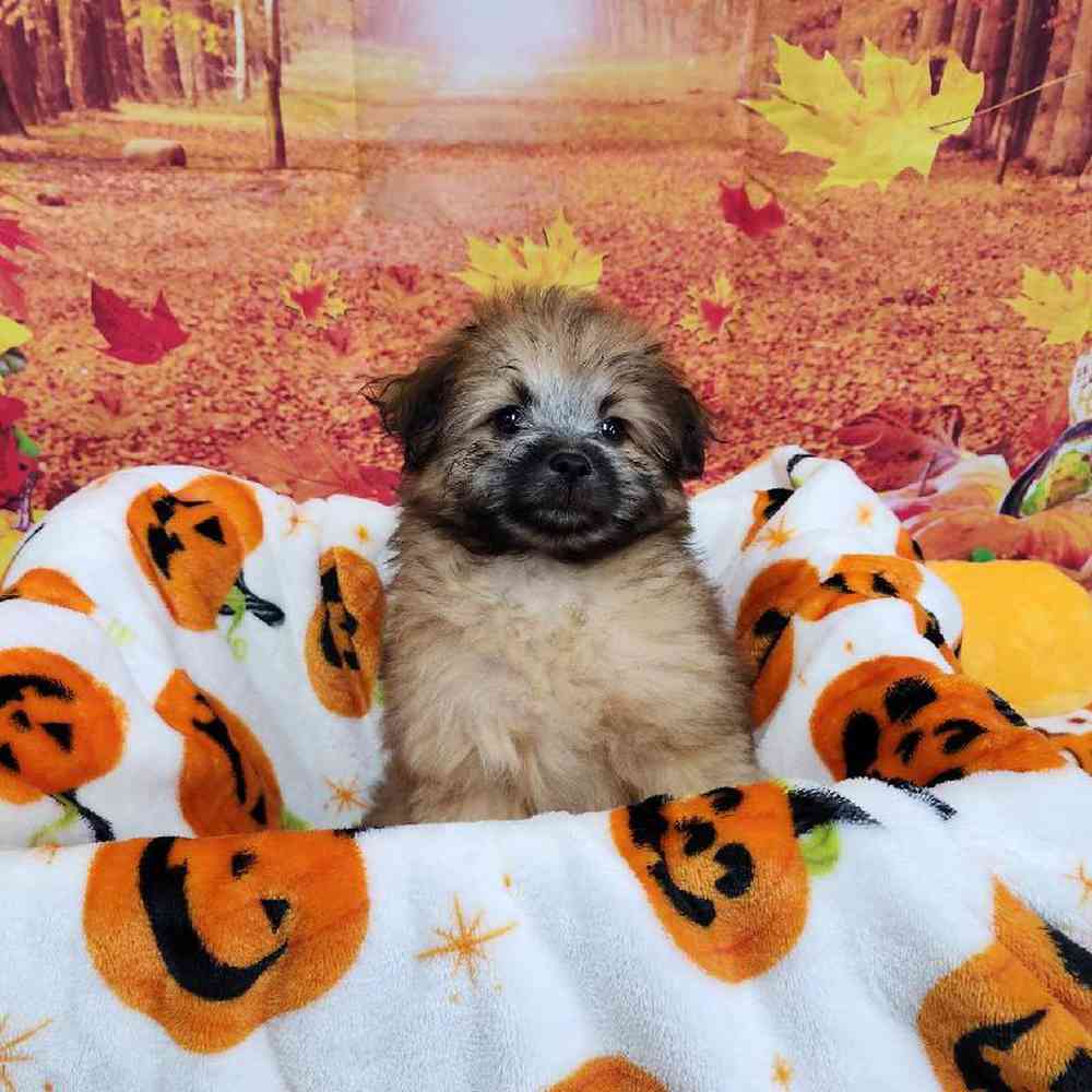 Female Pom-A-Poo Puppy for Sale in Virginia Beach, VA