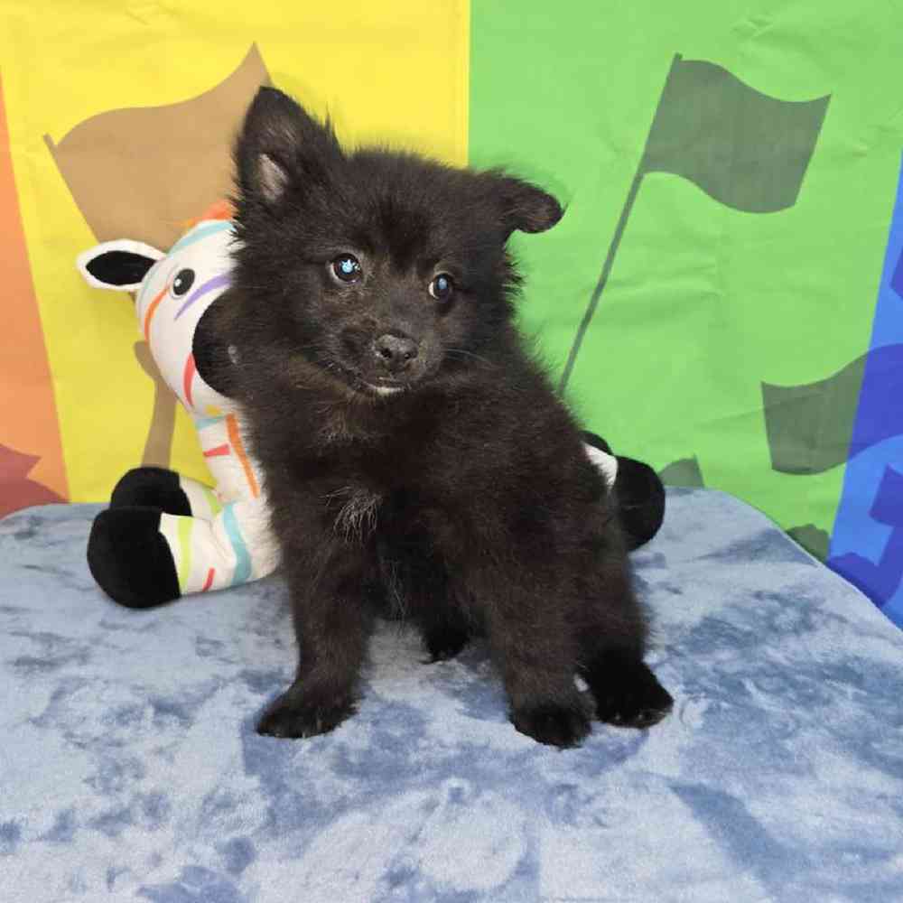 Female Pomeranian Puppy for Sale in Virginia Beach, VA