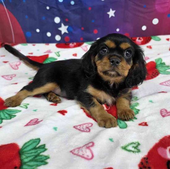 Cavalier King Charles Spaniel