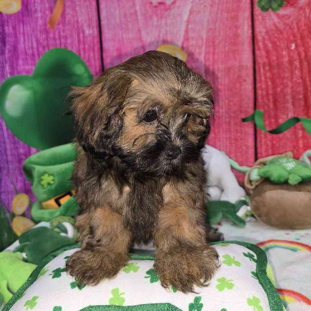 Female Shipoo Puppy for Sale in Virginia Beach, VA