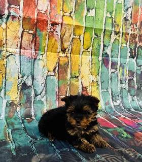 Yorkie