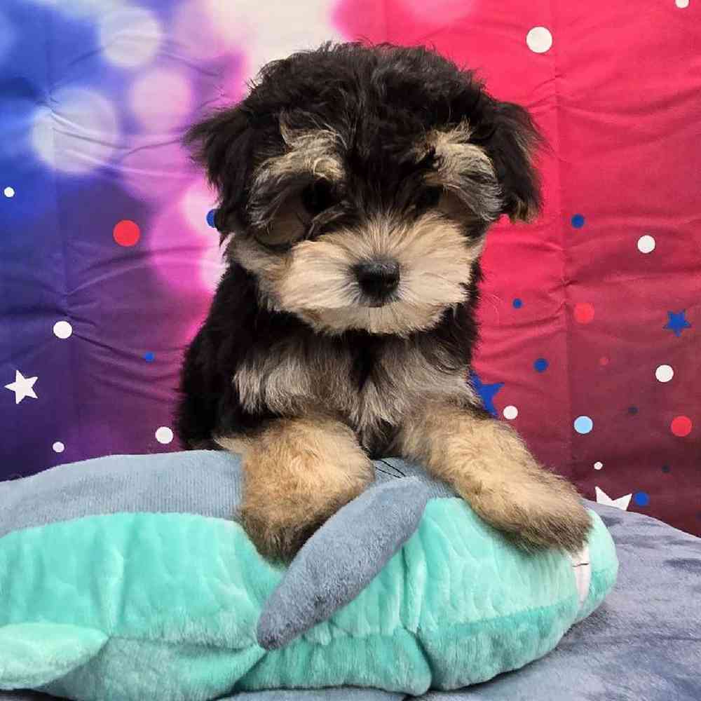 Male Morkie Puppy for Sale in Virginia Beach, VA
