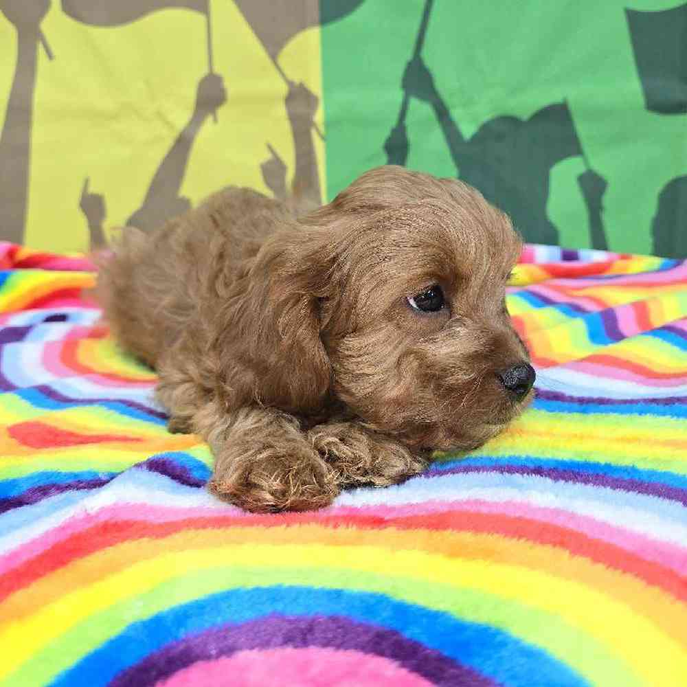 Male Cavapoo Puppy for Sale in Virginia Beach, VA