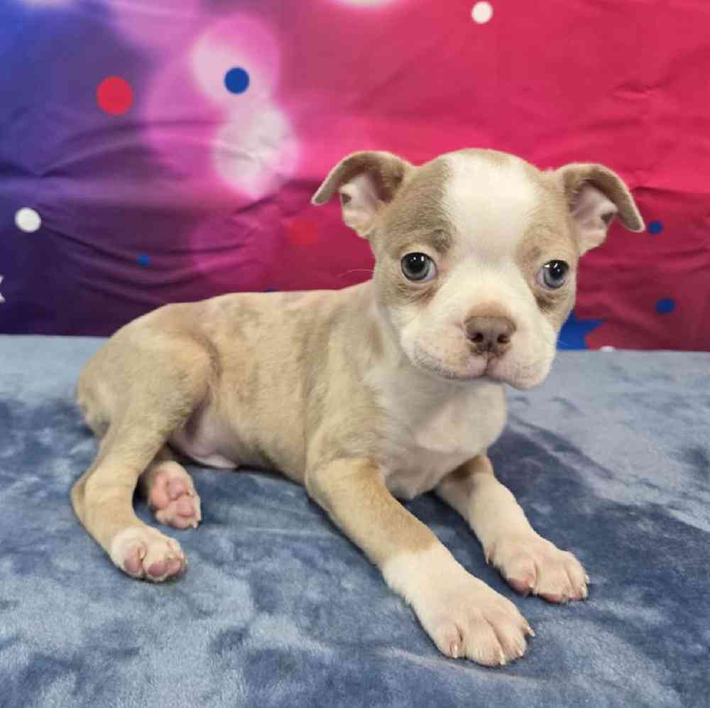 Male Boston Terrier Puppy for Sale in Virginia Beach, VA
