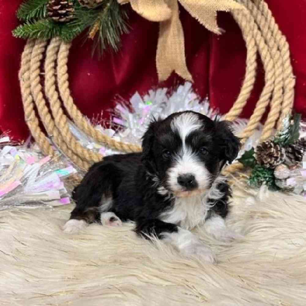 Male Mini Aussiedoodle Puppy for sale