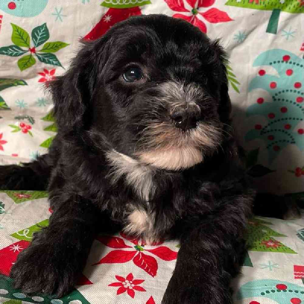 Female Mini Sheepadoodle Puppy for Sale in Virginia Beach, VA