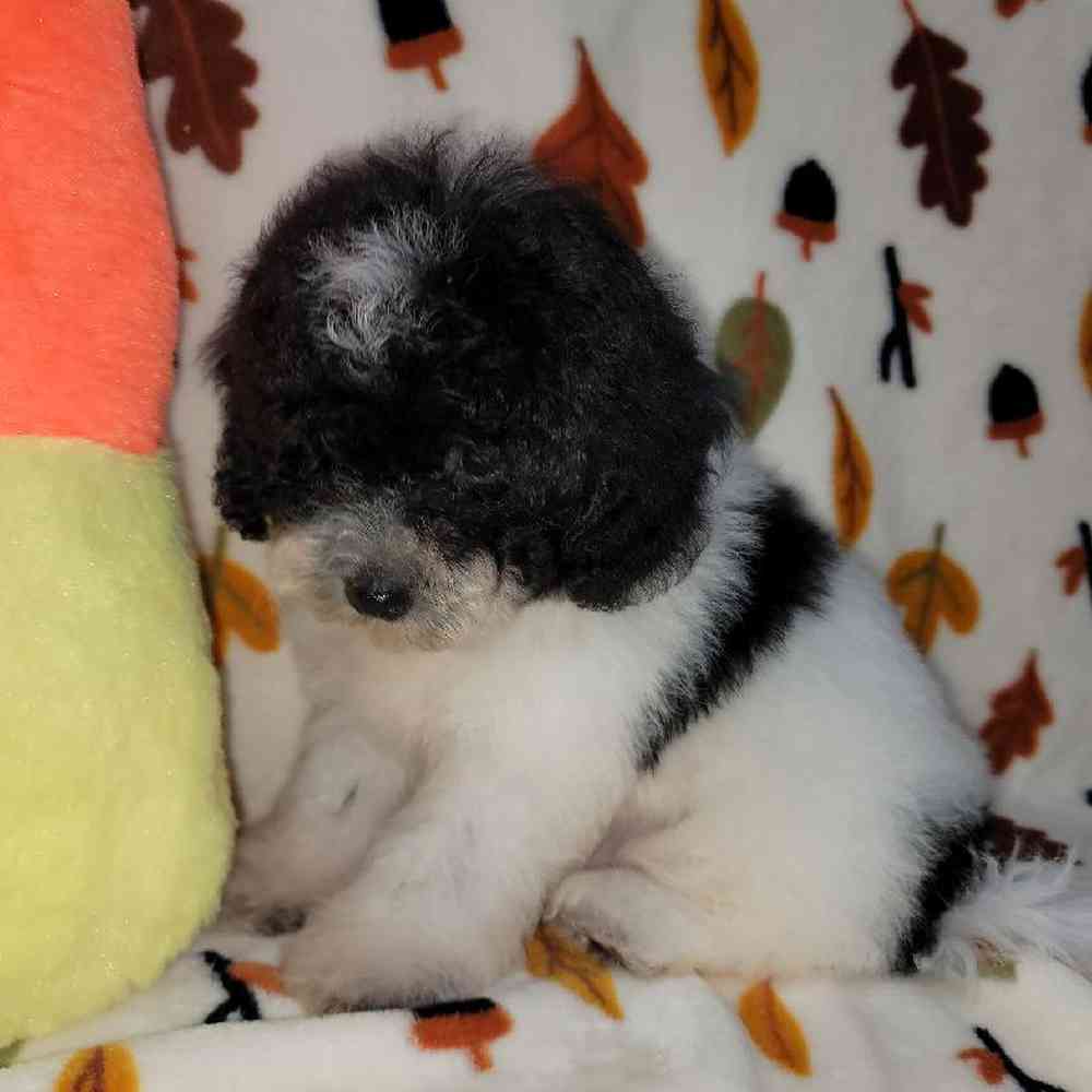 Male Havapoo Puppy for sale