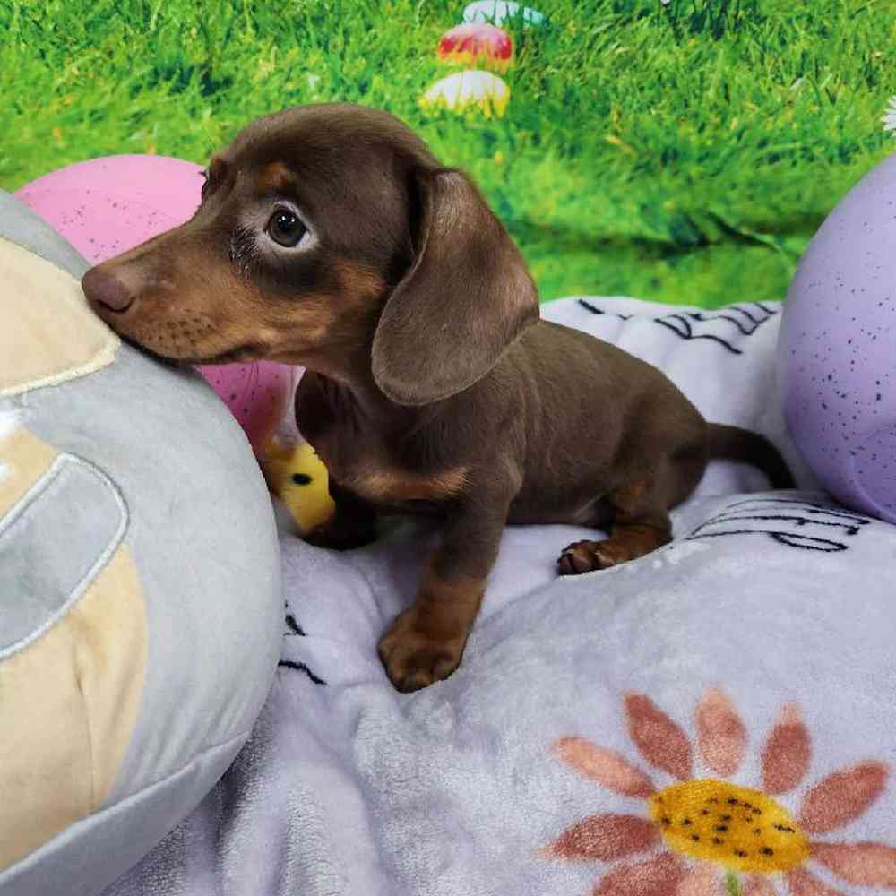 Male Dachshund Puppy for Sale in Virginia Beach, VA