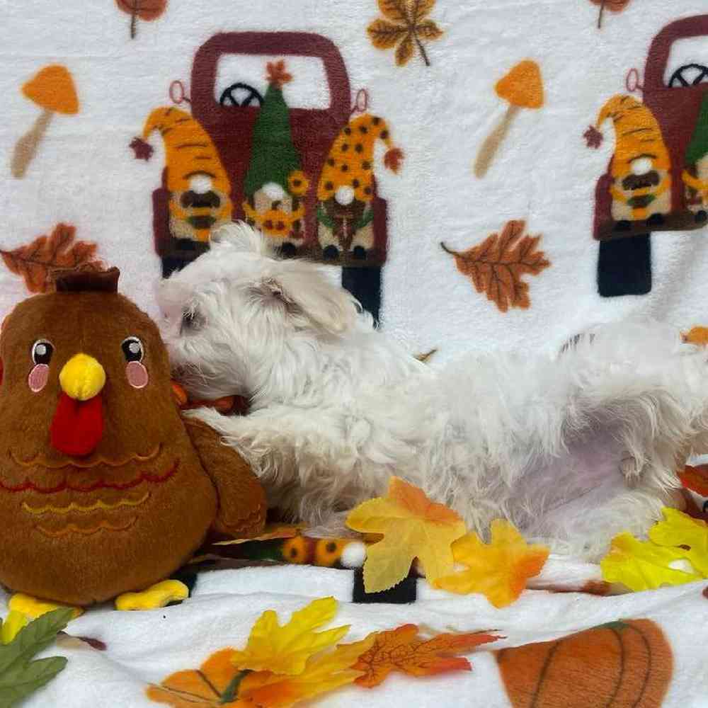 Female Maltese Puppy for sale