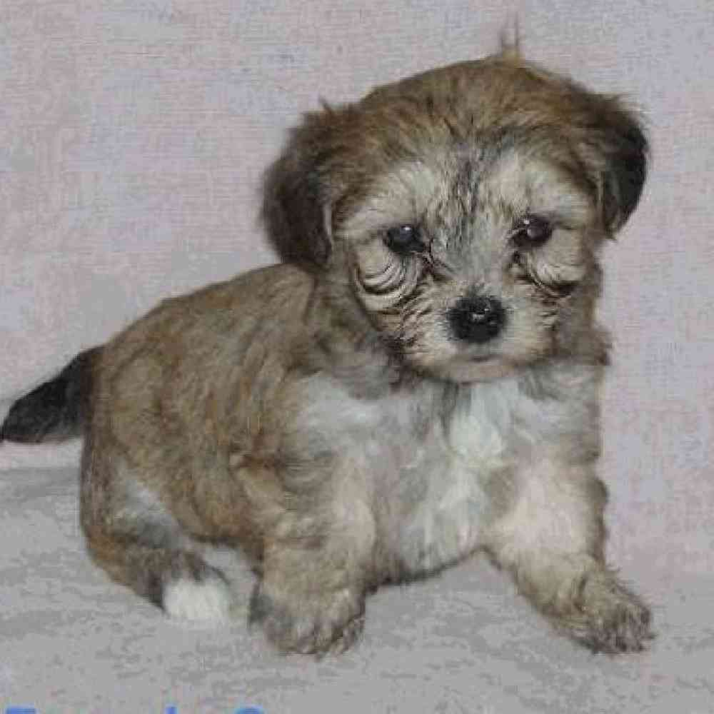 Female Yochon Puppy for Sale in Virginia Beach, VA