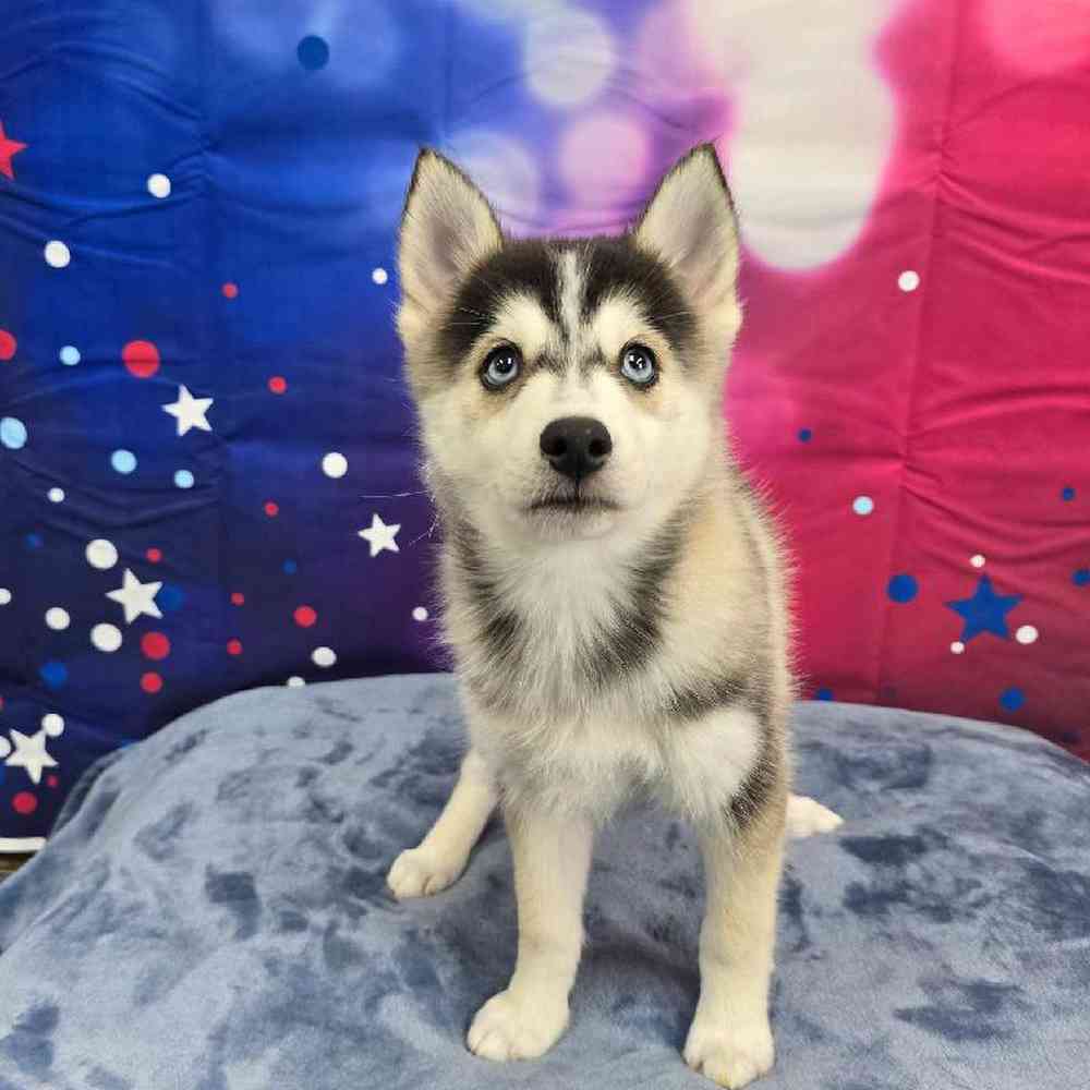 Female Pomsky Puppy for Sale in Virginia Beach, VA