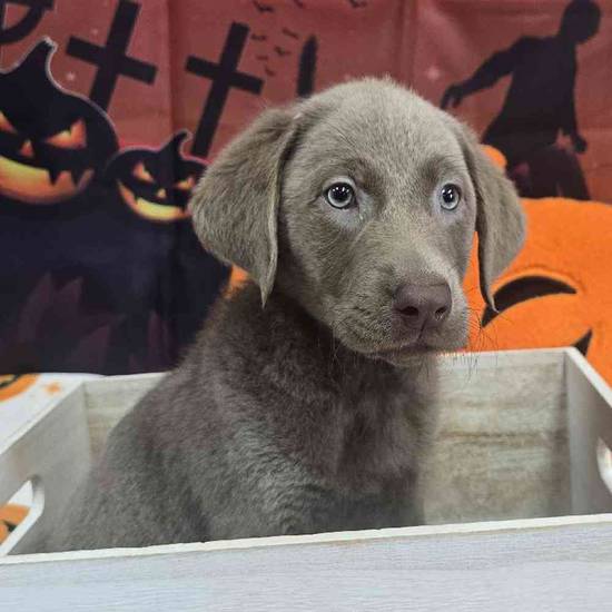 Labrador Retriever