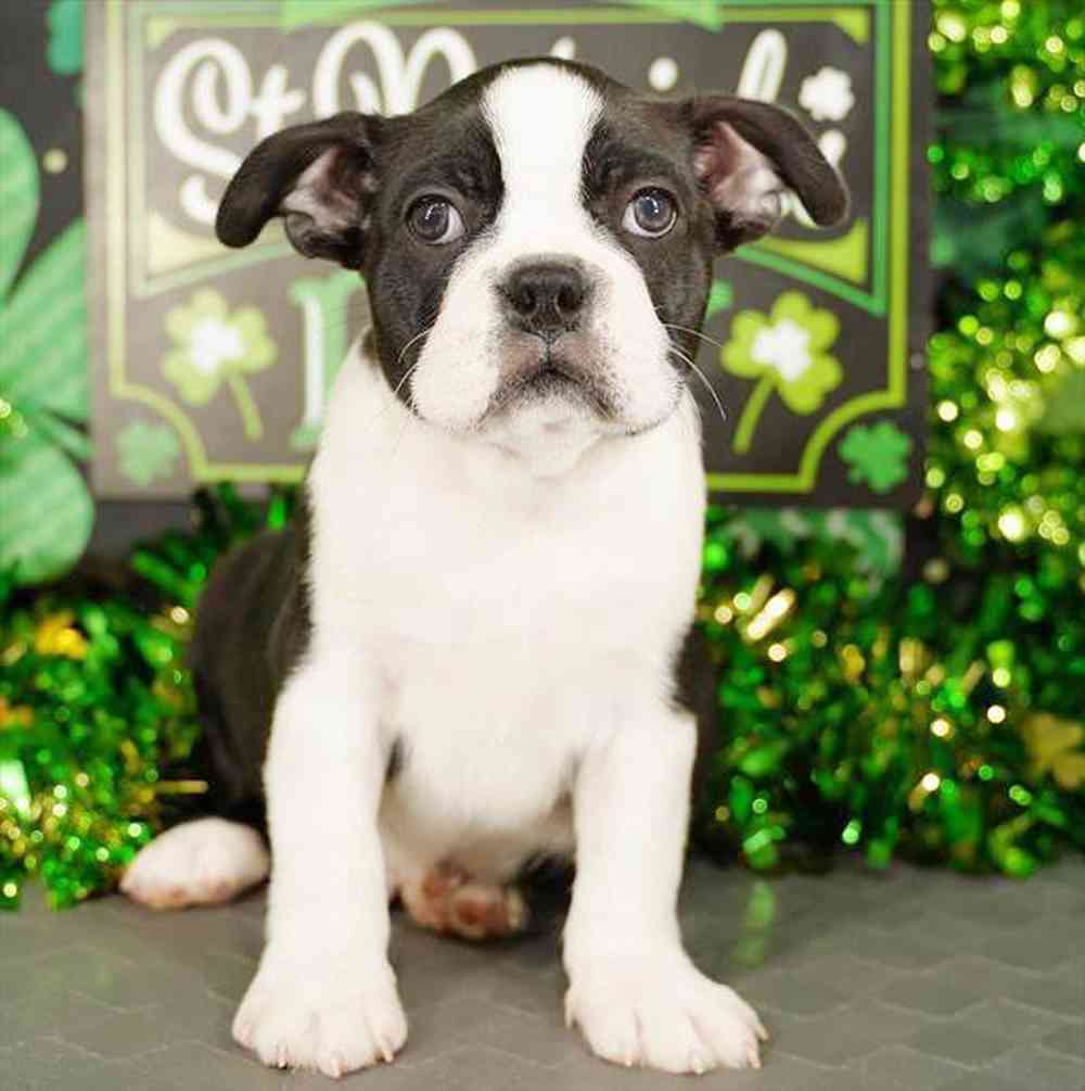 Image of a pet breed in the gallery