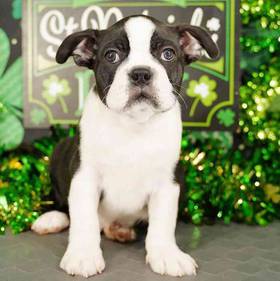 Boston Terrier
