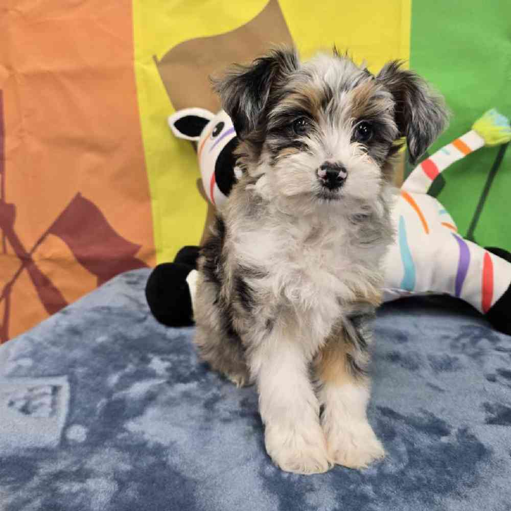Female Mini Aussie Puppy for Sale in Virginia Beach, VA