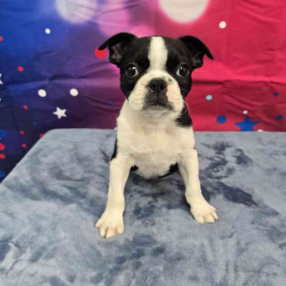 Male Frenchton Puppy for Sale in Virginia Beach, VA