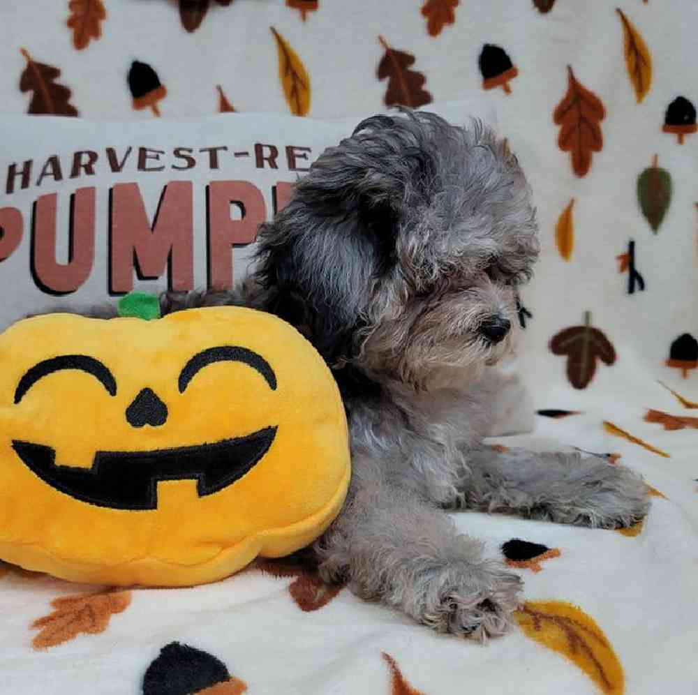 Female Maltipoo Puppy for sale