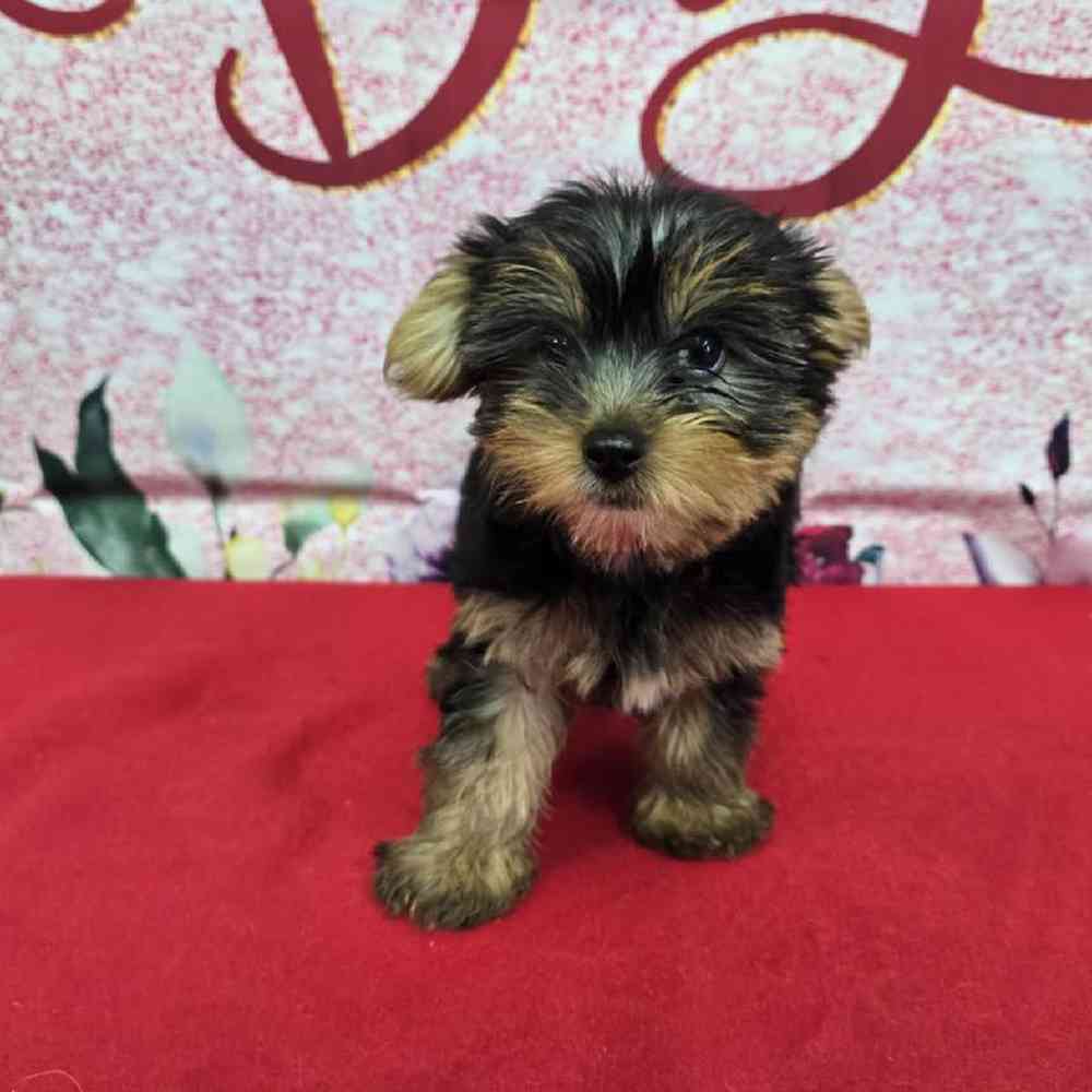 Female Yorkie Puppy for Sale in Virginia Beach, VA