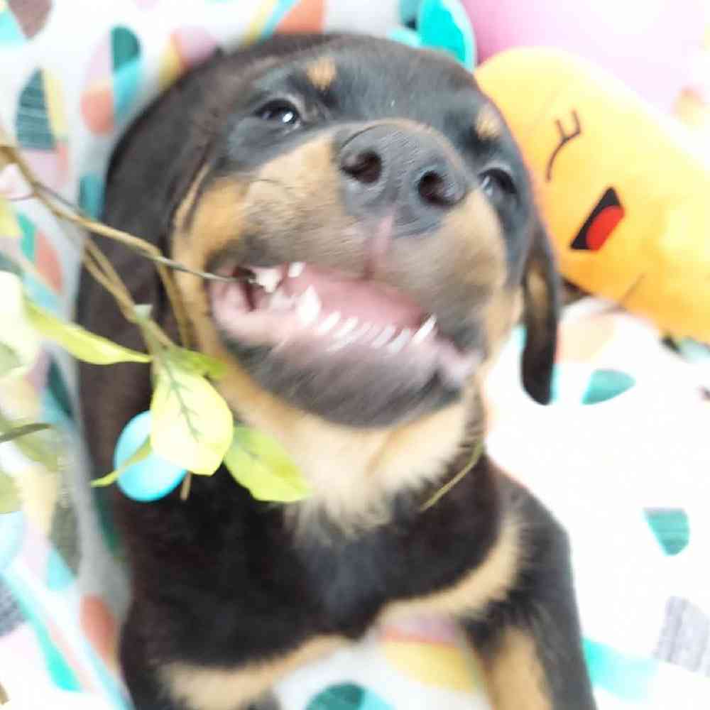 Female Rottweiler Puppy for sale
